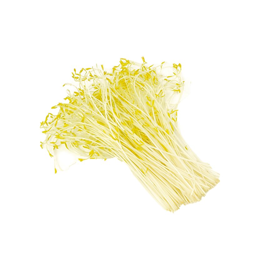 Lentil Sprouts