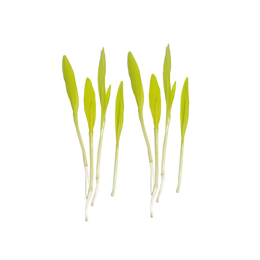 Corn Sprouts