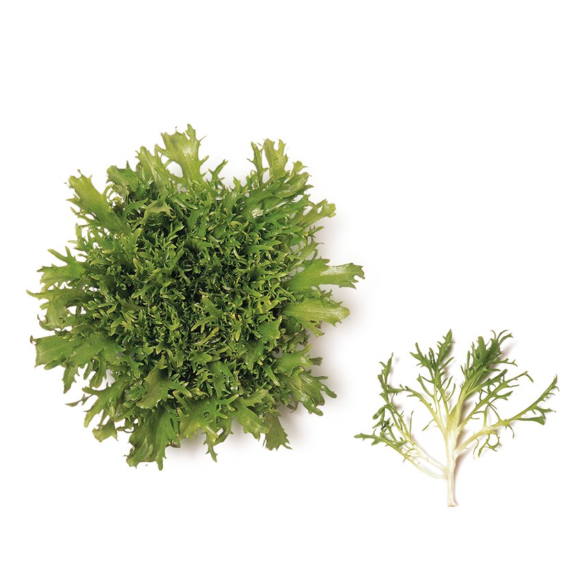 Endive