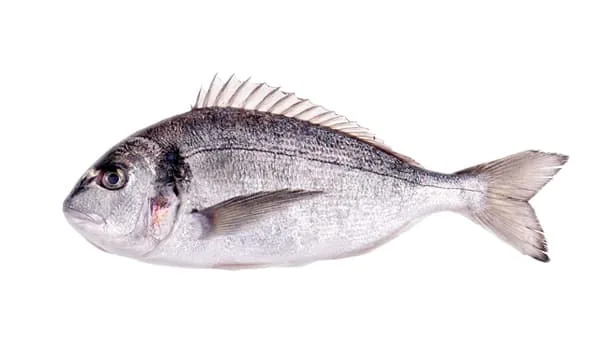 Sea bream (fresh)