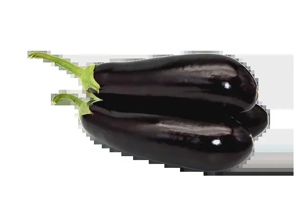 Hybrid zucchini seeds GEDIK F1