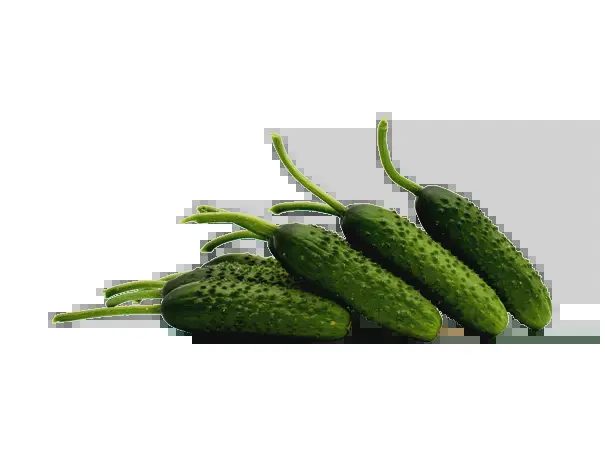 Hybrid cucumber seeds CEPER F1