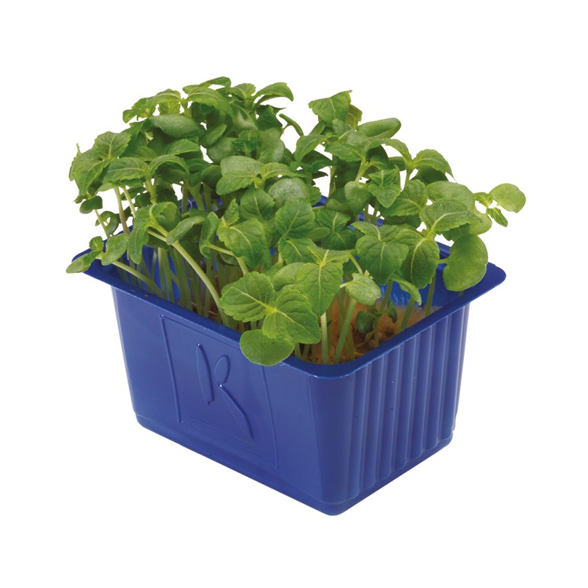 Shiso Green Cress