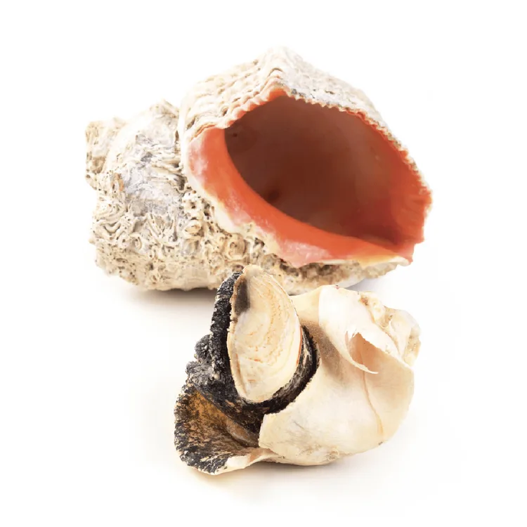 Frozen sea snail
