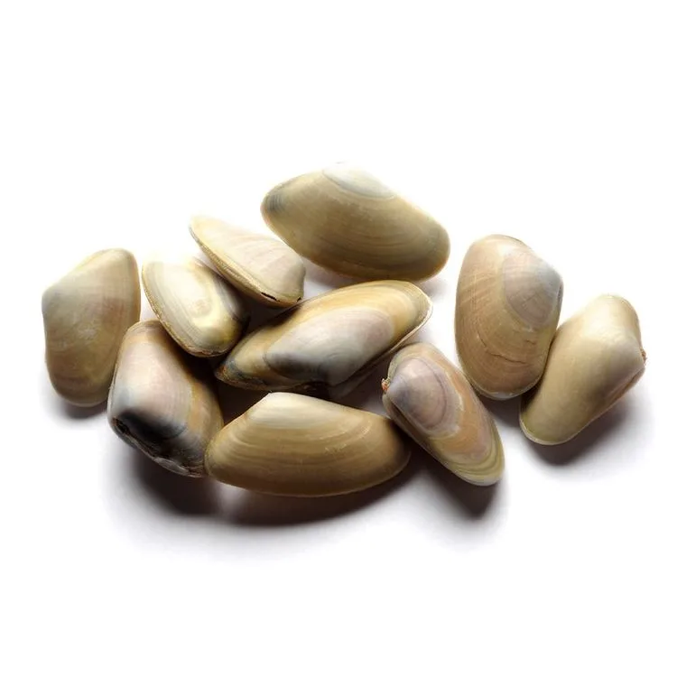 Donax Trunculus Sand Clam
