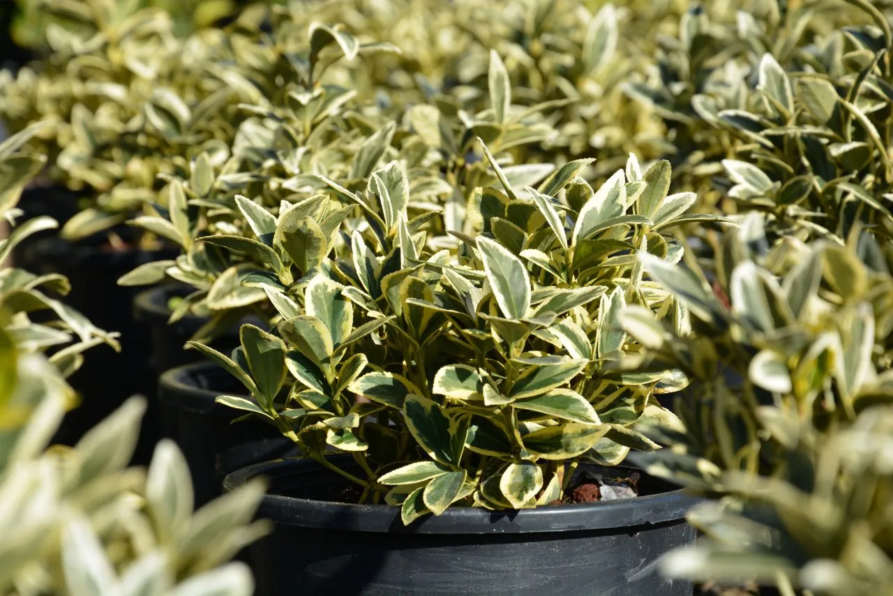 نبات Euonymus