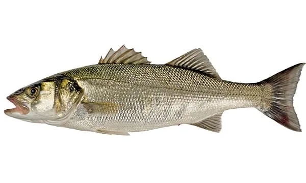 European sea bass (Dicentrarchus labrax)