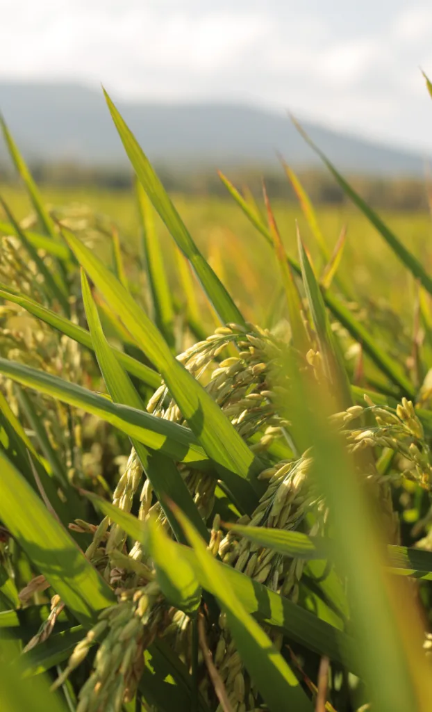 Asli paddy rice seeds