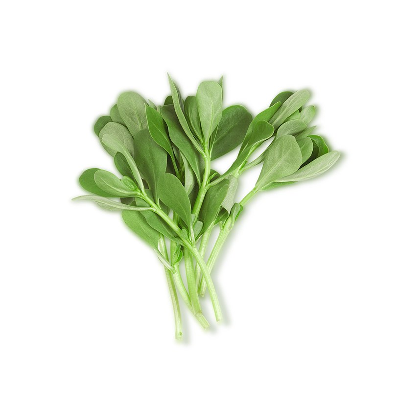 Purslane