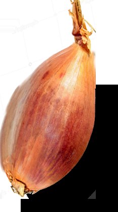 بصل