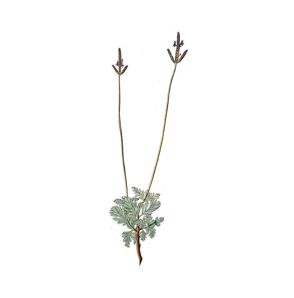 شتلة Lavandula Pinnata