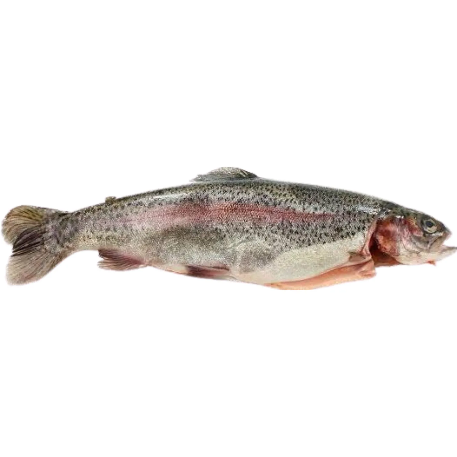 Merzeci frozen whole gutted rainbow trout