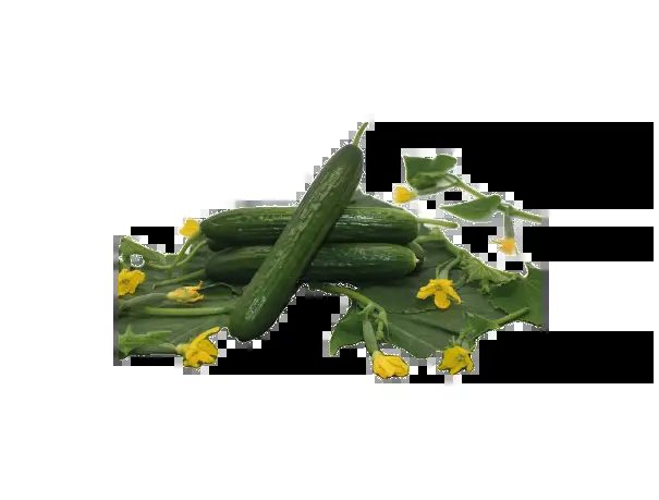 Hybrid cucumber seeds MIRAN F1