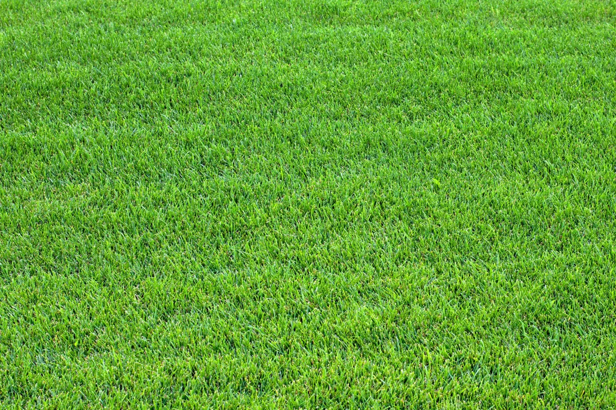 Four-season natural turf roll