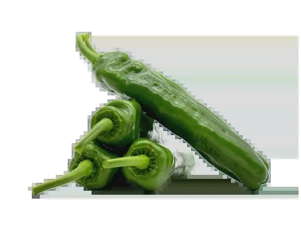 Hybrid pepper seeds KUBILAY F1