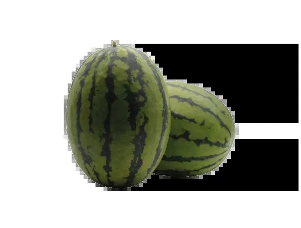 Hybrid watermelon seeds GUNCE F1