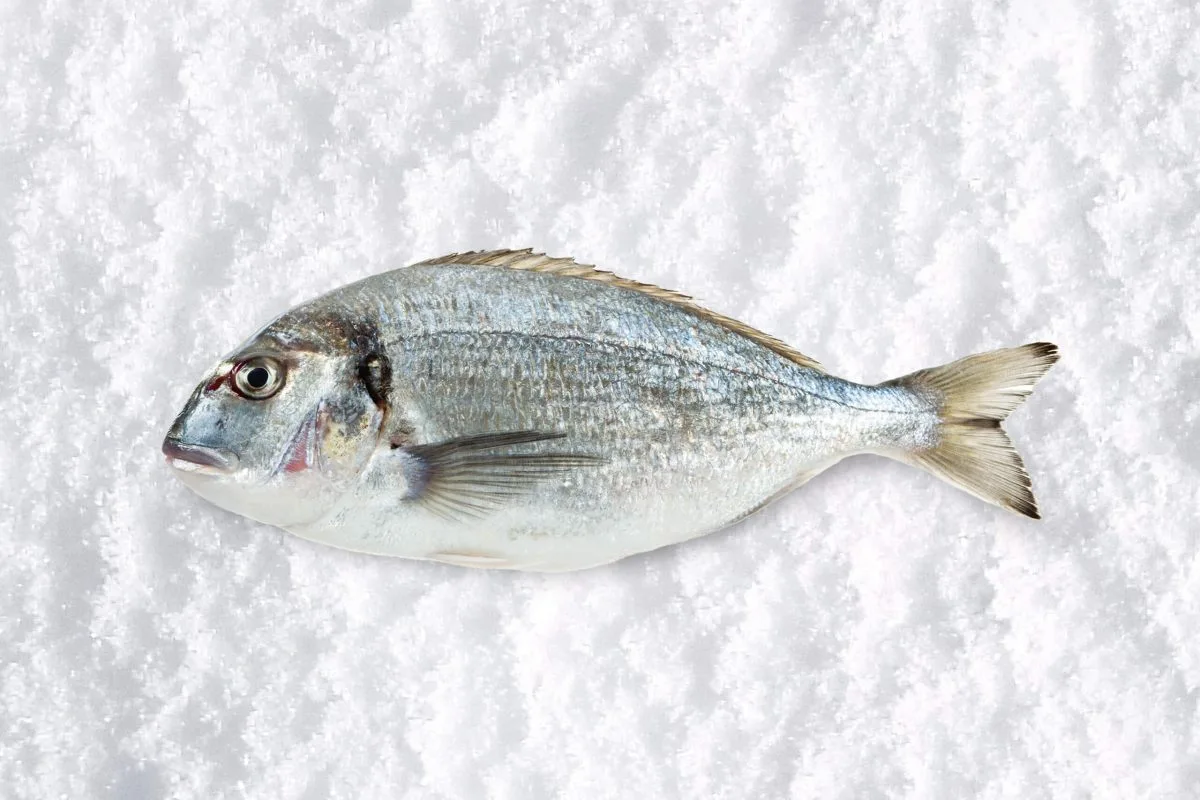 Sea bream