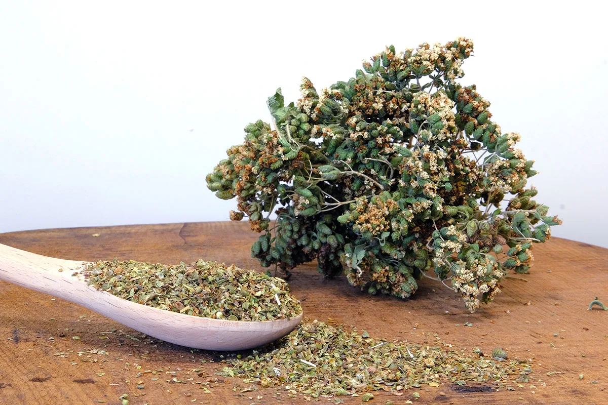 زعتر Oregano Low Elevation