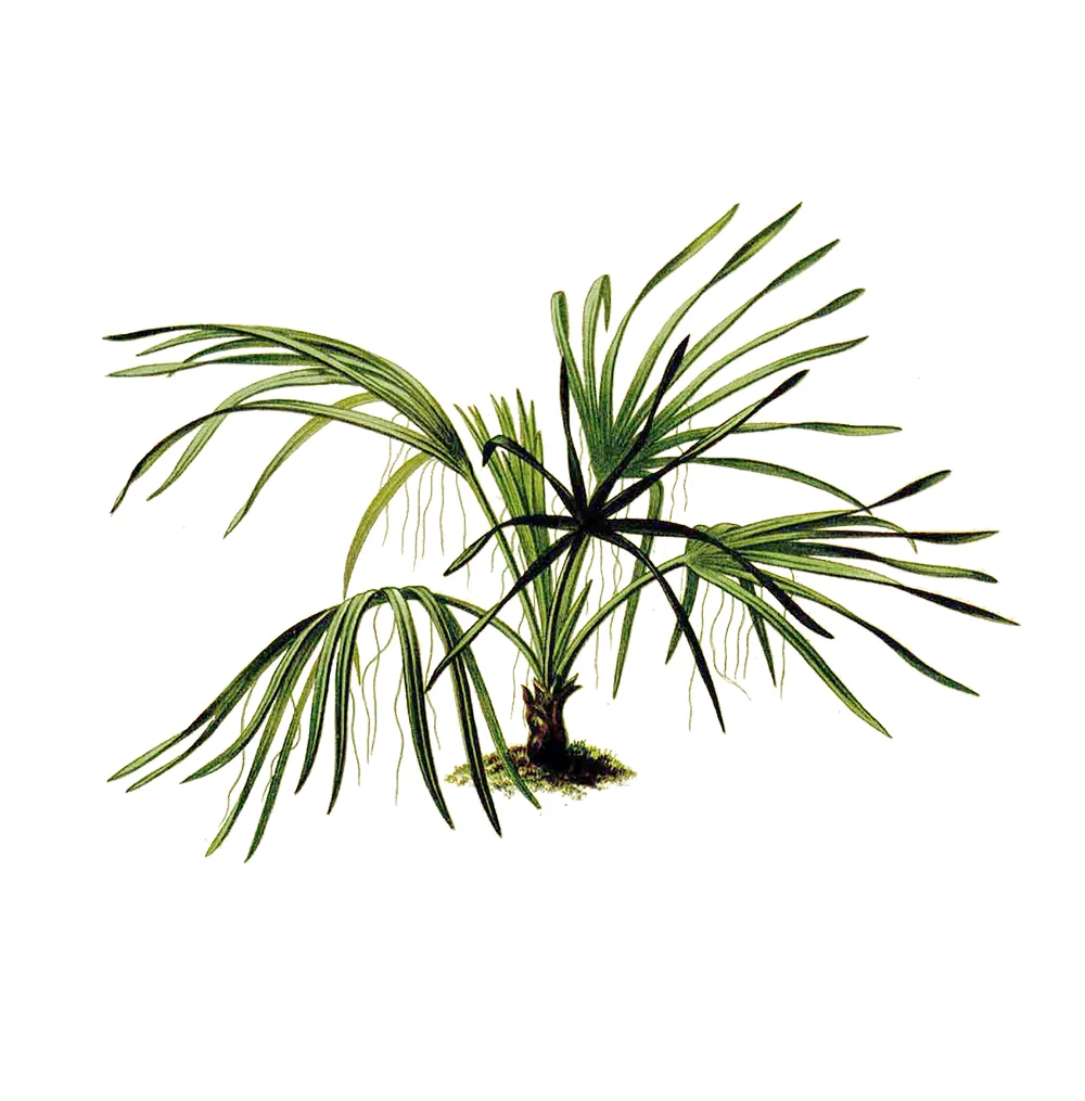 نخلة Acoelorrhaphe Wrightii