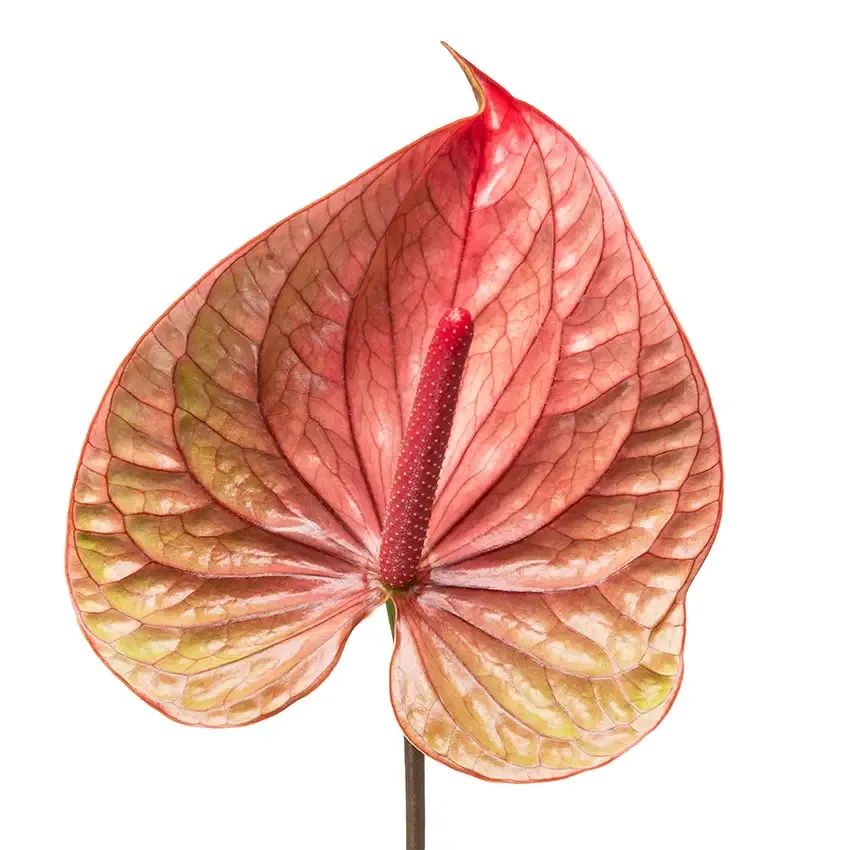 زهرة مقطوفة Anthurium Calor