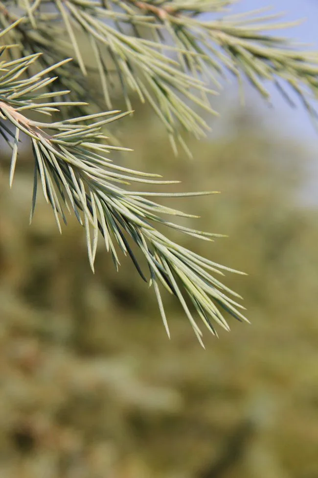 شتلة أرز Cedrus deodora