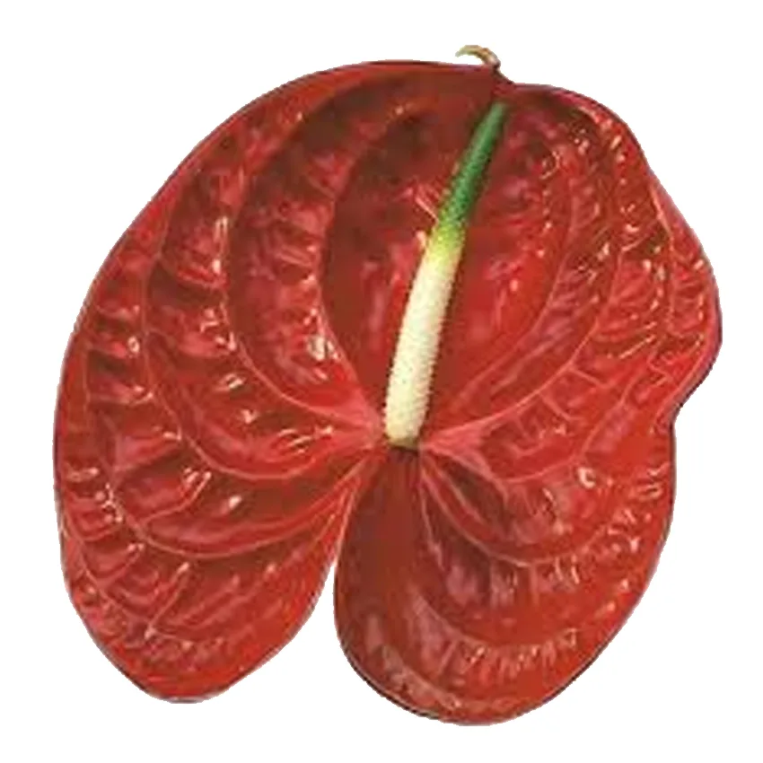 زهرة مقطوفة Anthurium Callisto