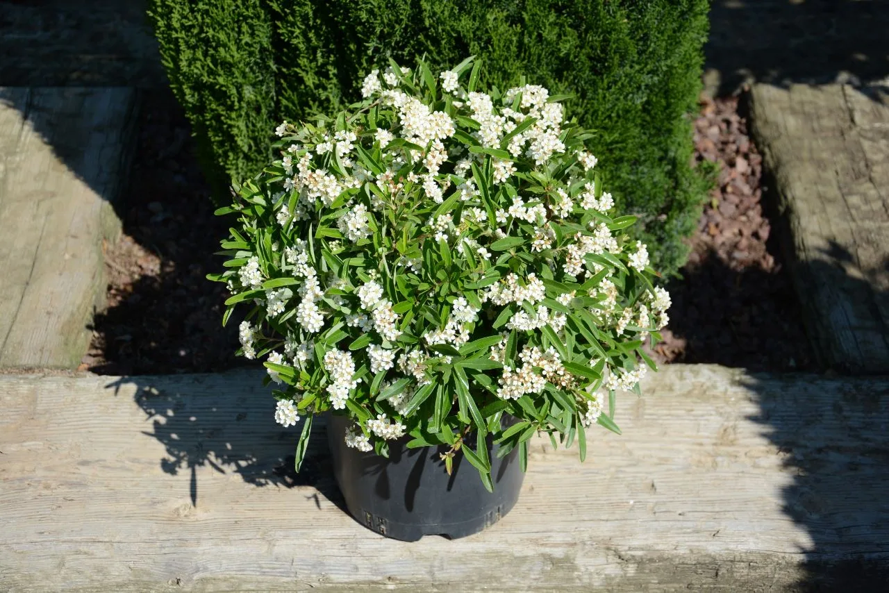 نبات Pyracantha