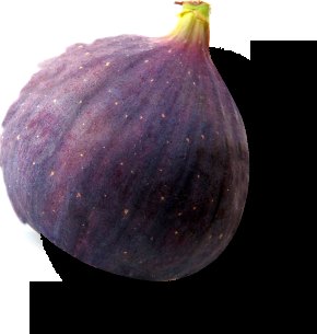 Fig