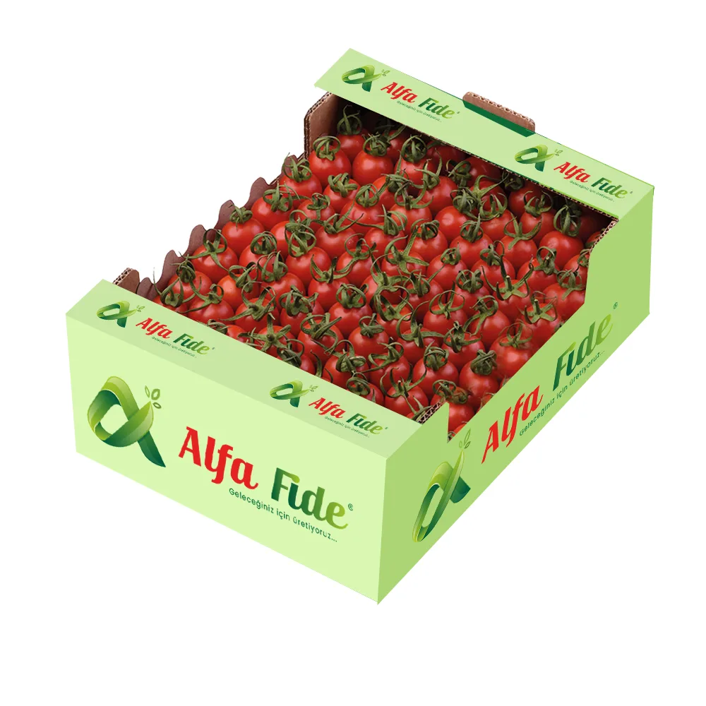 شتلة طماطم بيضاوية