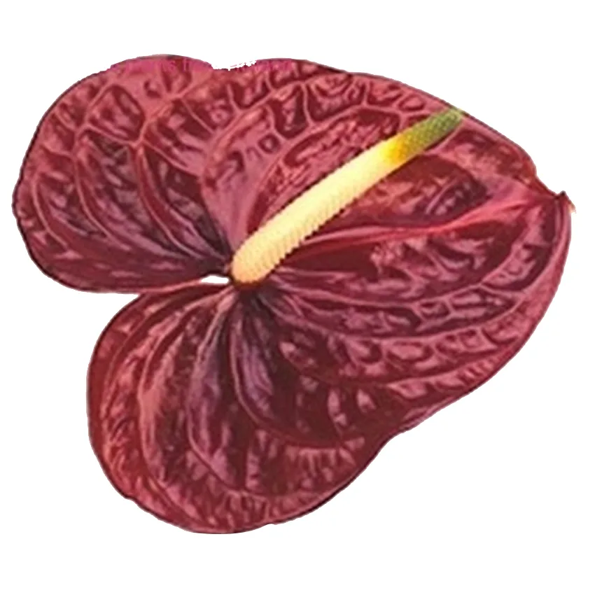 زهرة مقطوفة Anthurium Castano