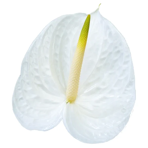 زهرة مقطوفة Anthurium Acropolis