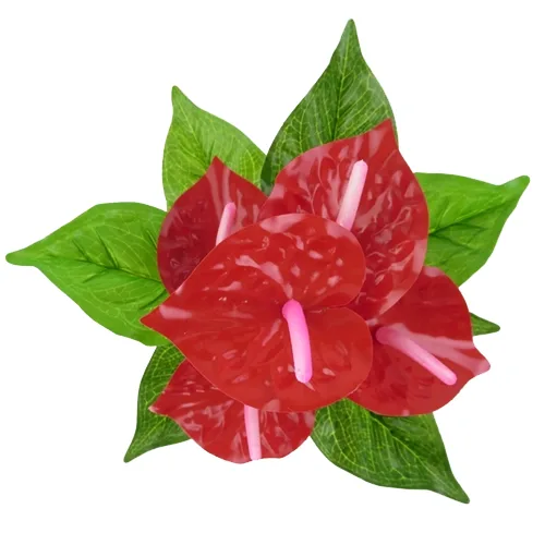 زهرة مقطوفة Anthurium Carnival