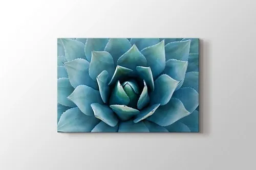 Aloe Vera Bitkisi canvas wall art