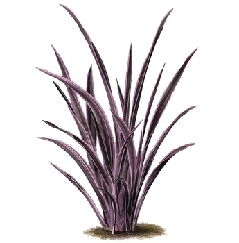 شتلة Phormium Tenax ‘Atropurpureum’