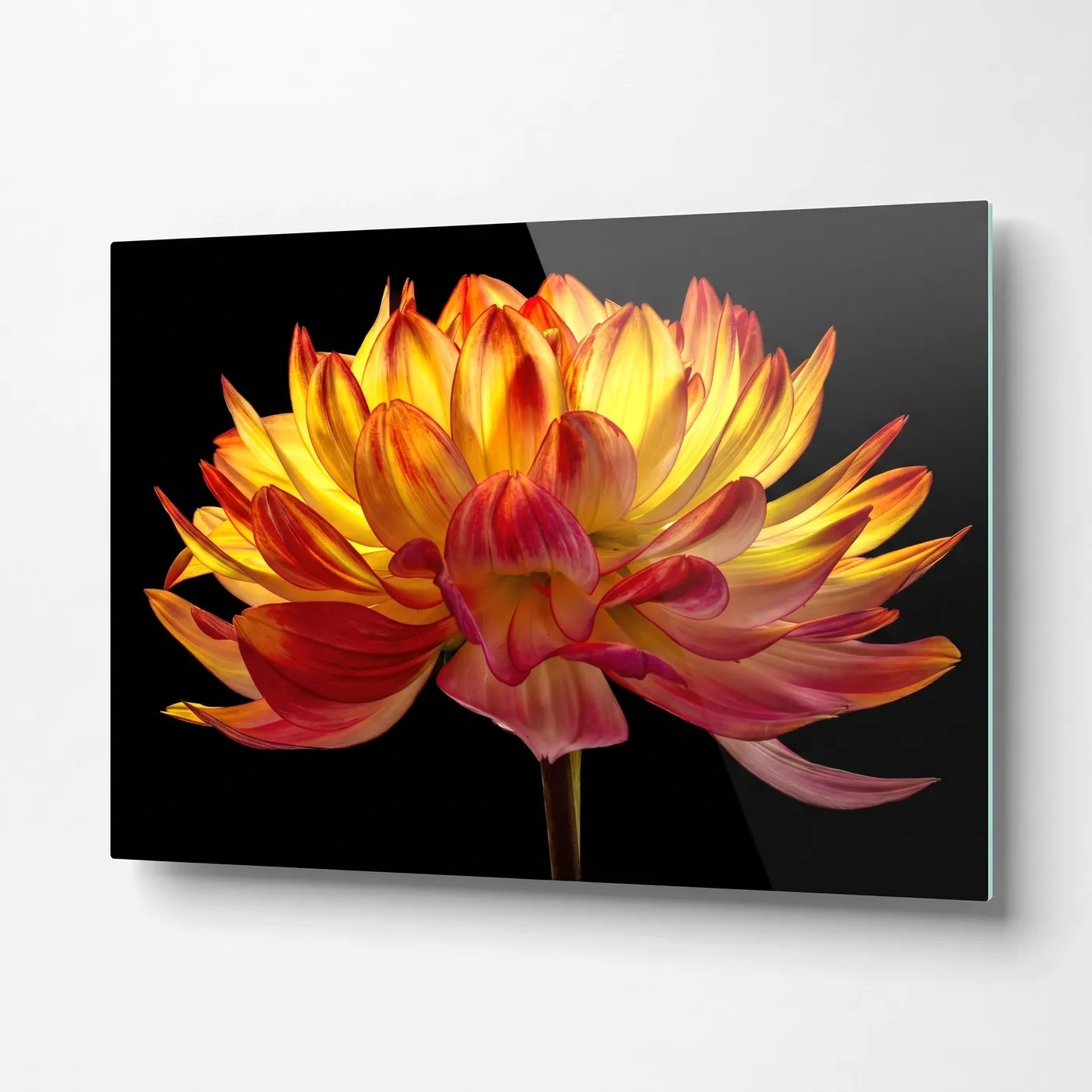 Vibrant Yellow Red Dahlia Flower Horizontal Glass Wall Art glass wall art