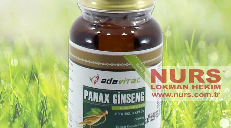 Panax Ginseng كبسولات