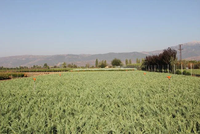 شتلة عرعر Juniperus
