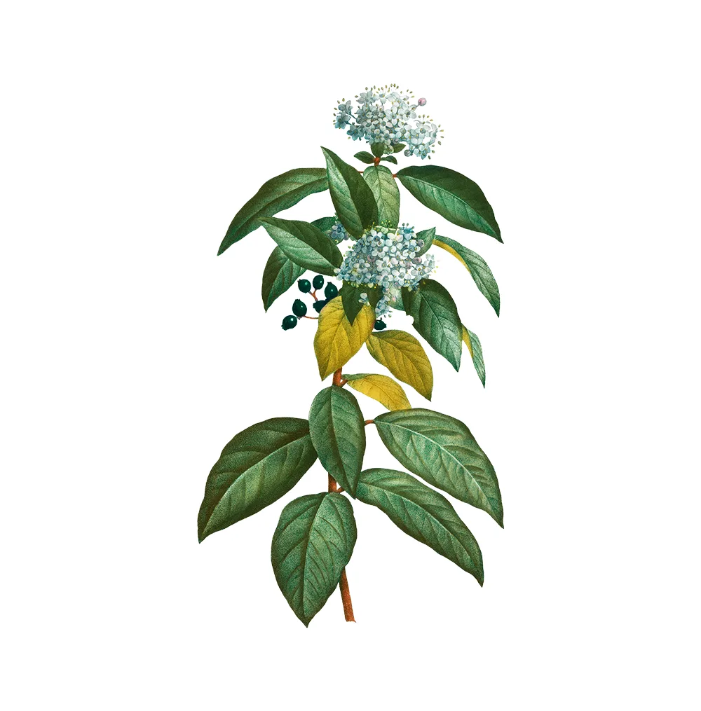 شجيرة Vibirnum Tinus