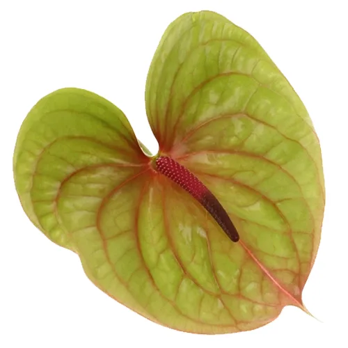 زهرة مقطوفة Anthurium Pistache
