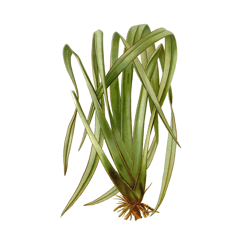 شتلة Phormium Tenax ‘Variegata’