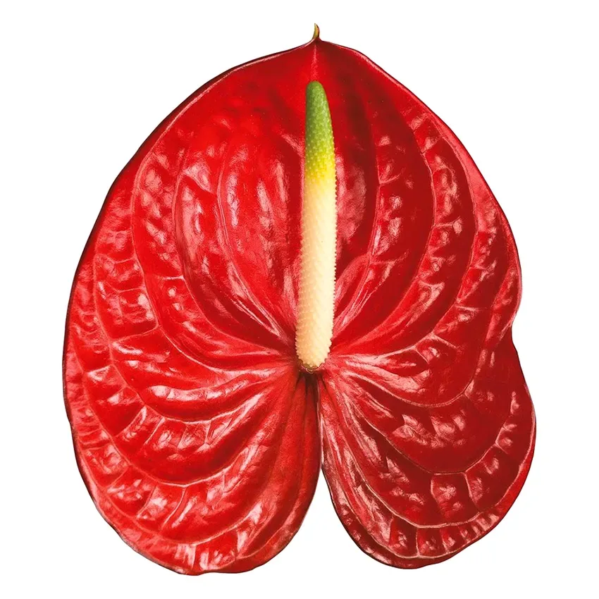 زهرة مقطوفة Anthurium Kreis