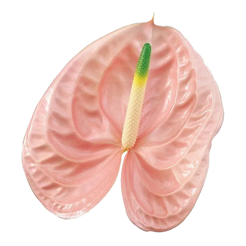 زهرة مقطوفة Anthurium Cheers