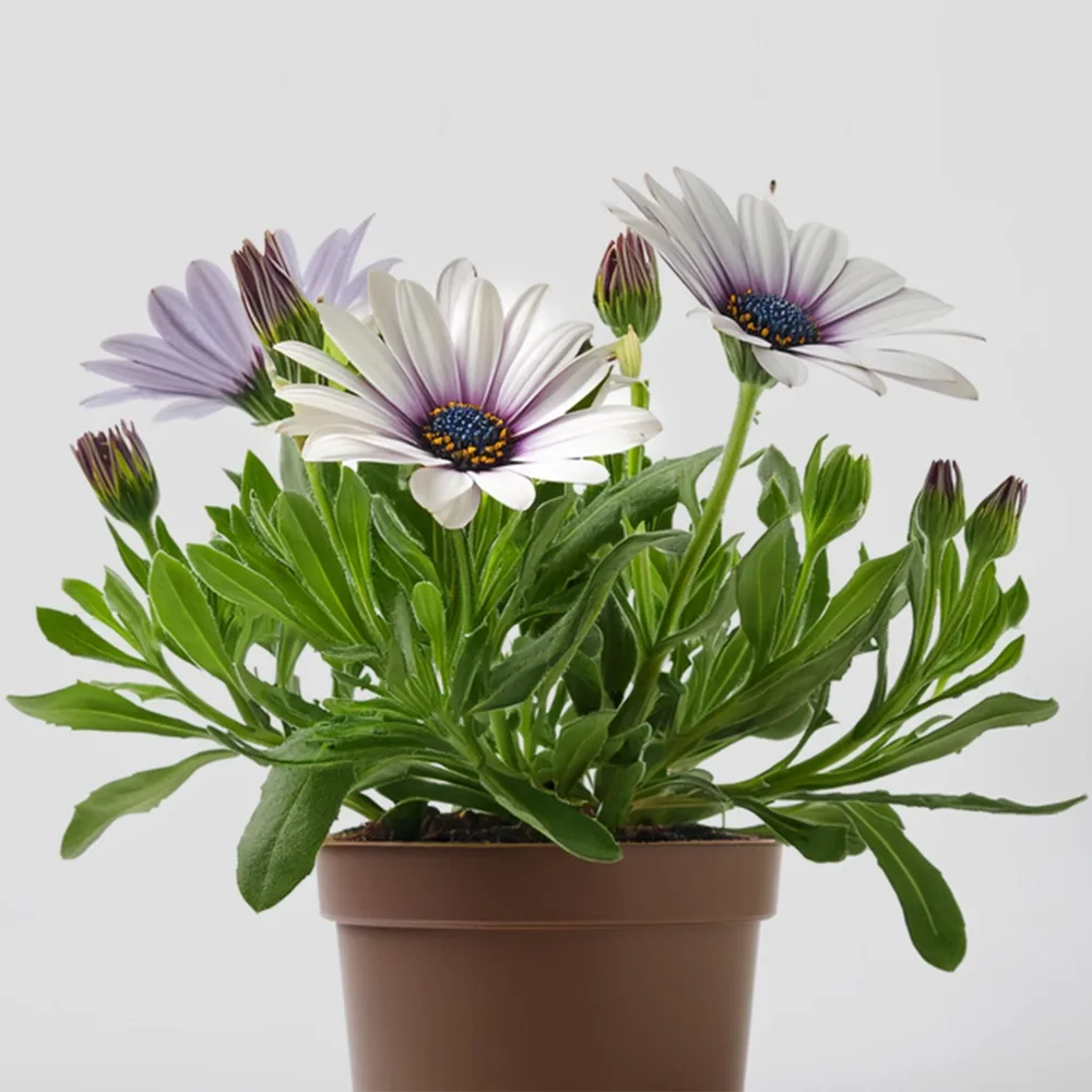 نبتة زينة Osteospermum Ecklonis