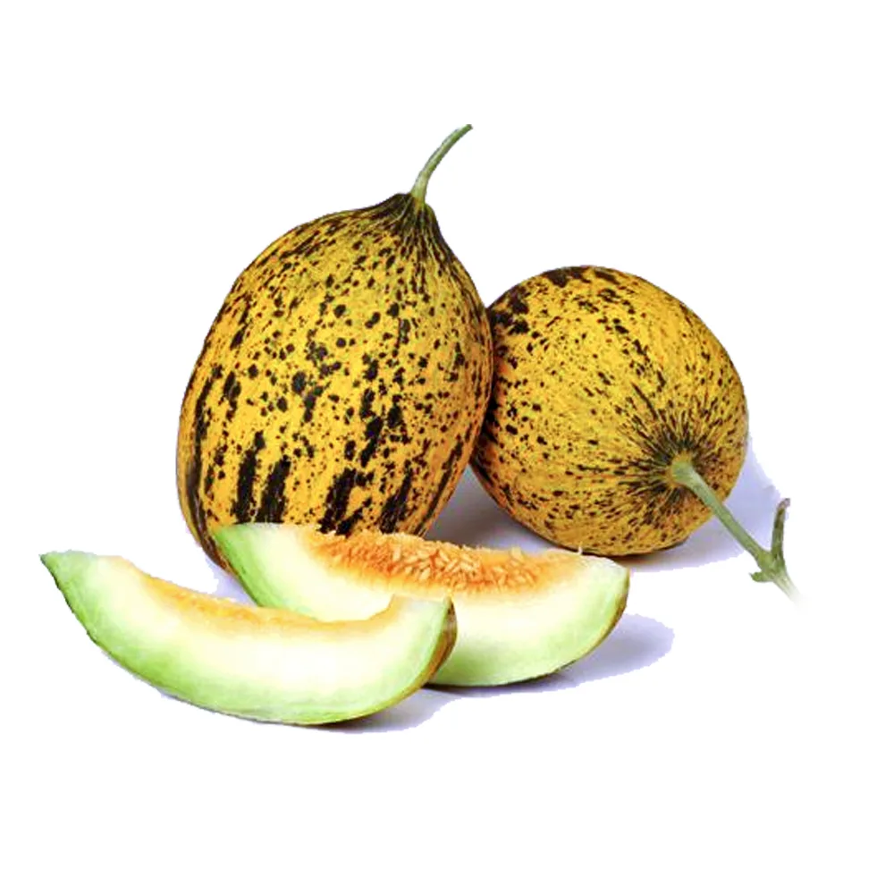 شتلة شمام Dalaman