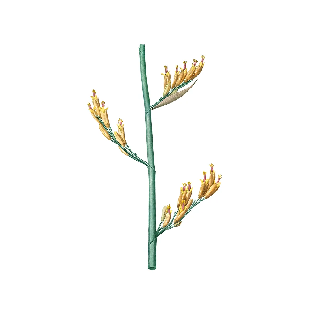 نبتة Phormium Tenax