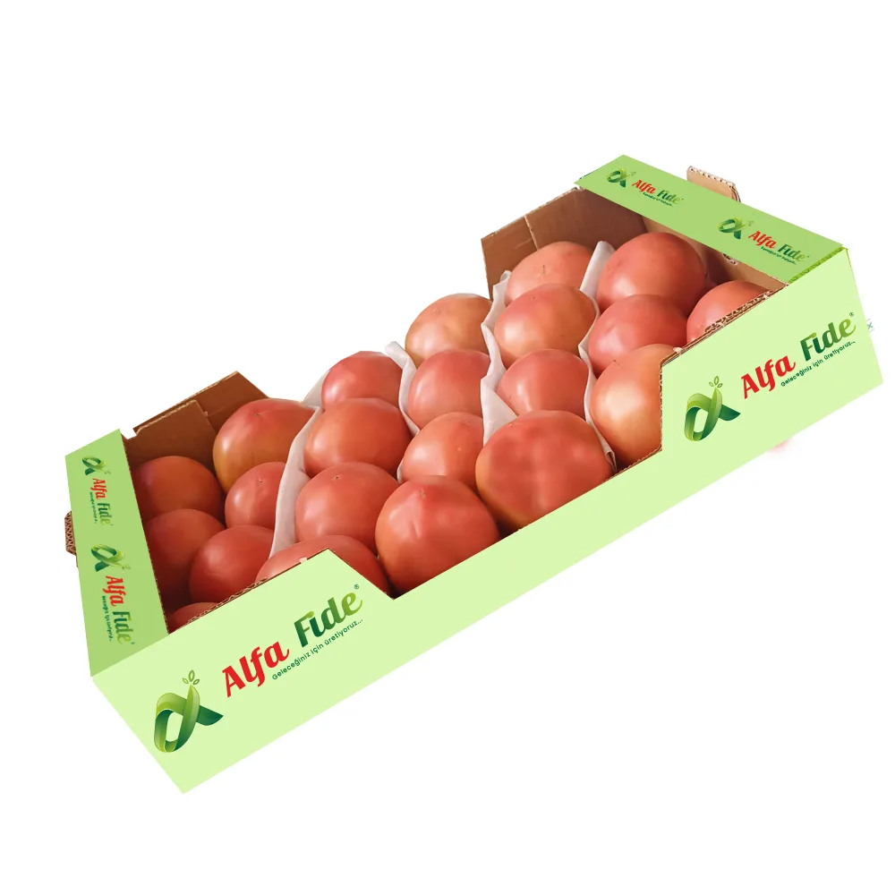 شتلة طماطم Pembe