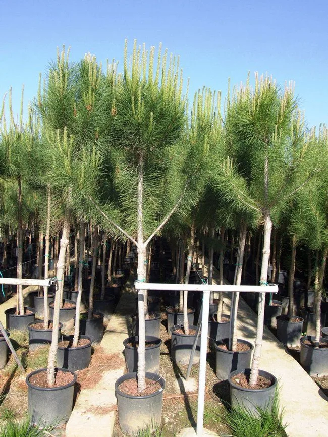 شتلة صنوبر Pinus