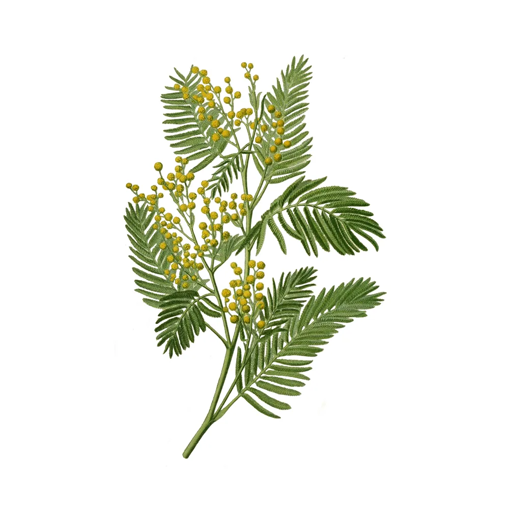 شتلة Acacia Delbata