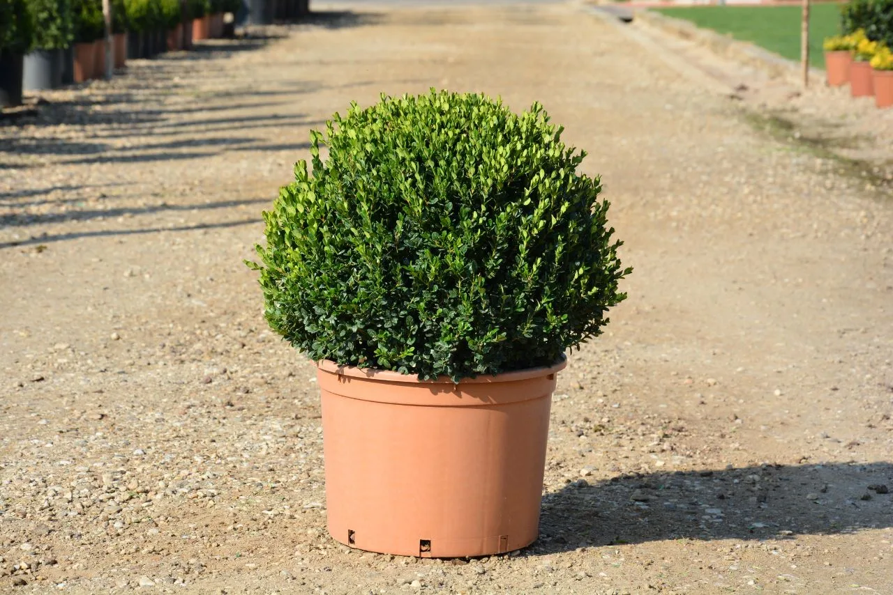شتلة Buxus microphylla Faulkner
