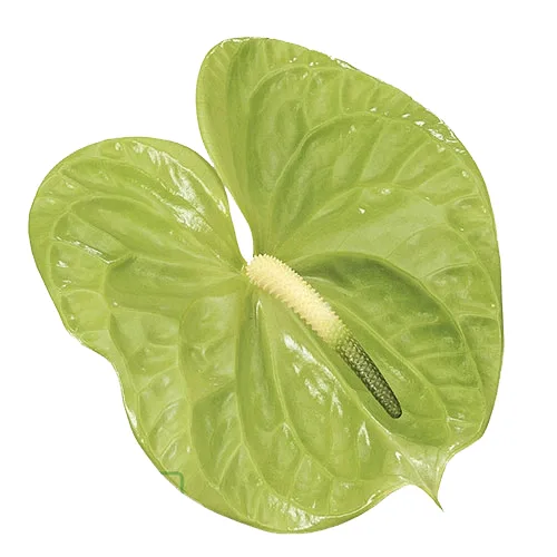 زهرة مقطوفة Anthurium Midori